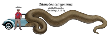 T cerrejoensis.png