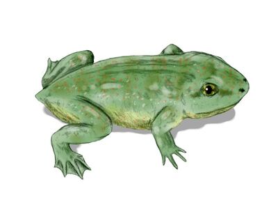 Triadobatrachus