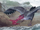 Tina's giant petrel