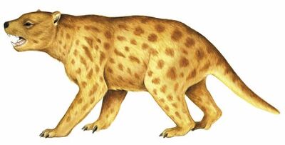 Thylacoleo