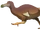 Dodo