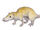 Sinoconodon