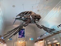 Archelon Gallery Dinosaur Wiki Fandom Archelon Gallery Dinosaur Wiki Fandom