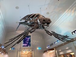 Archelon Gallery Dinosaur Wiki Fandom