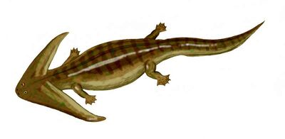 Diplocaulus