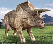 Triceratops on grassy terrain