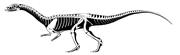 Effigiaskeletonxt8.gif