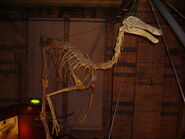 Gallimimus 1 NHM