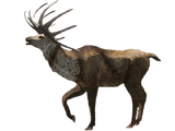 Megaloceros
