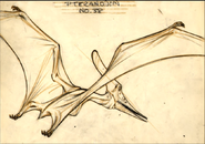 Pterano-sketch 2