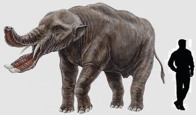 Platybelodon.jpg
