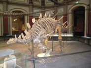 Kentrosaurus IB
