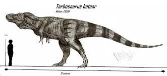 T.bataar.jpg