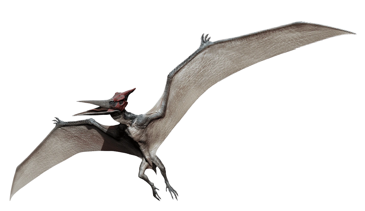 Pteranodon Pterodactyl Dinosaur on white background 8843957 PNG