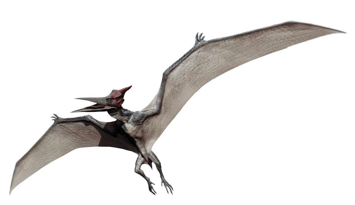 DID YOU KNOW THE DIFFERENCES? Pterodactyl vs. Pteranodon 