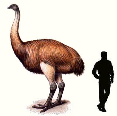 Aepyornis2