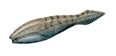 Arandaspis.jpg