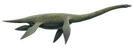 Cryptoclidus profile.png