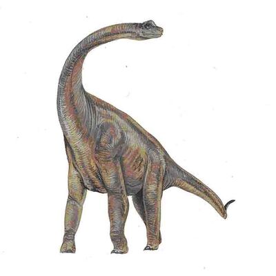 Paluxysaurus