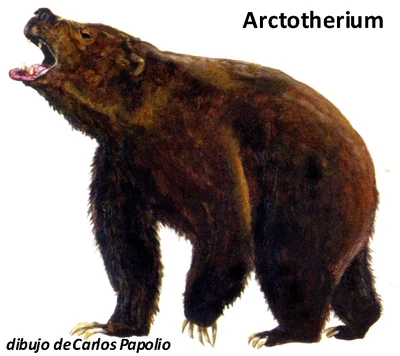 Arctotherium