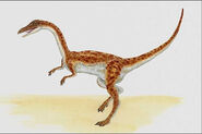 Coelophysis013