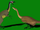 Enigmosaurus