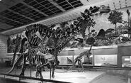 Peabodybrontosaurus bw