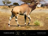 Bramatherium