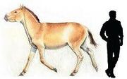 Hipparion.jpg