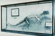 Ceratosaurus 1910