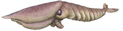 Hurdia.jpg