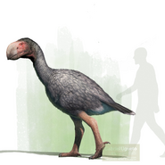 Reconstruction of Gastornis giganteus size