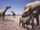 Indricotherium