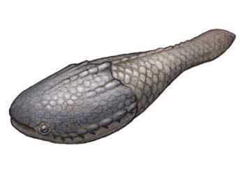 Astraspis.jpg