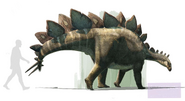Reconstruction of Stegosaurus stenops size