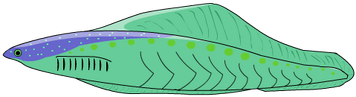 Haikouichthys5