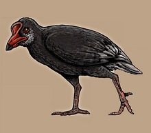 Taubacrex.png