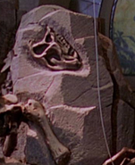 JP Heterodontosaurus skull