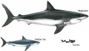 Megalodon.jpg