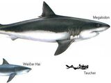 Megalodon