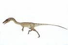 Coelophysis.jpg