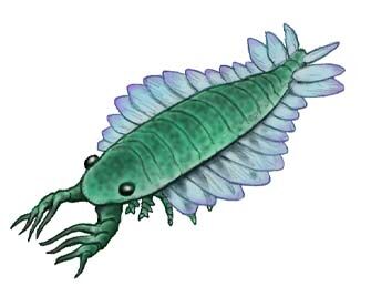 Parapeytoia.jpg