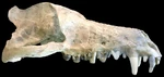 Andrewsarchus cráneo.jpg (52 kB)