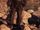 Australopithecus