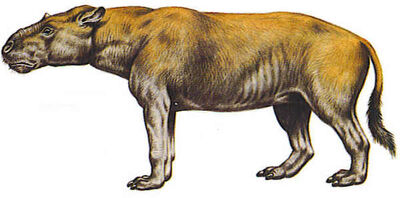Adinotherium.jpg