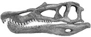 Baryonyx skull