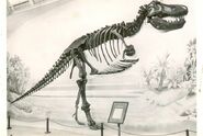 T -rex-skeleton-700x468