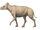 Hyracodon