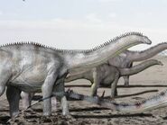 Brontosaurus NT