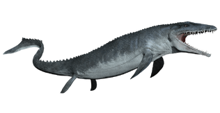 Mosasaurus-detail-header.png